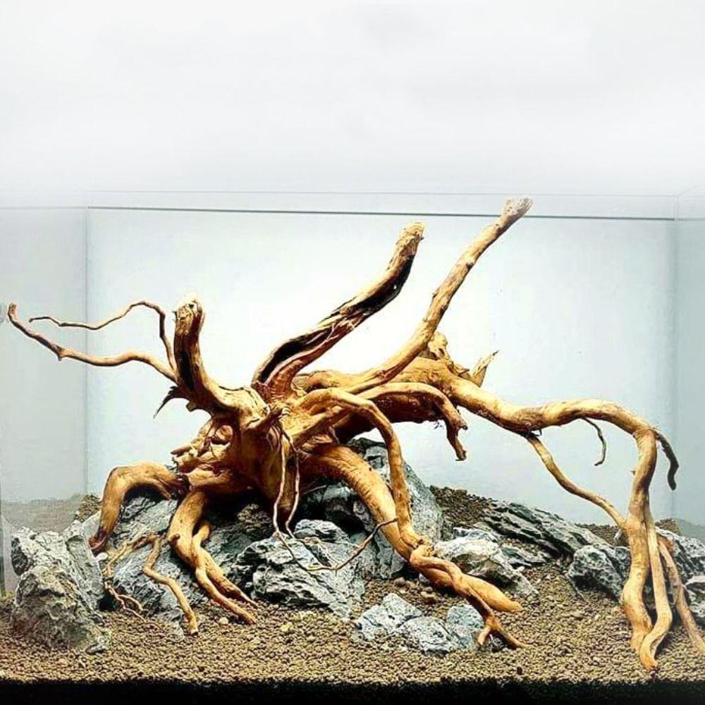 Aquarium Planted Substrate - 20-25CM大型水槽流木天然魚タンク植物装飾ツリーフィッシュボウル切り株水槽フィッシュタンク造園装飾ペット用