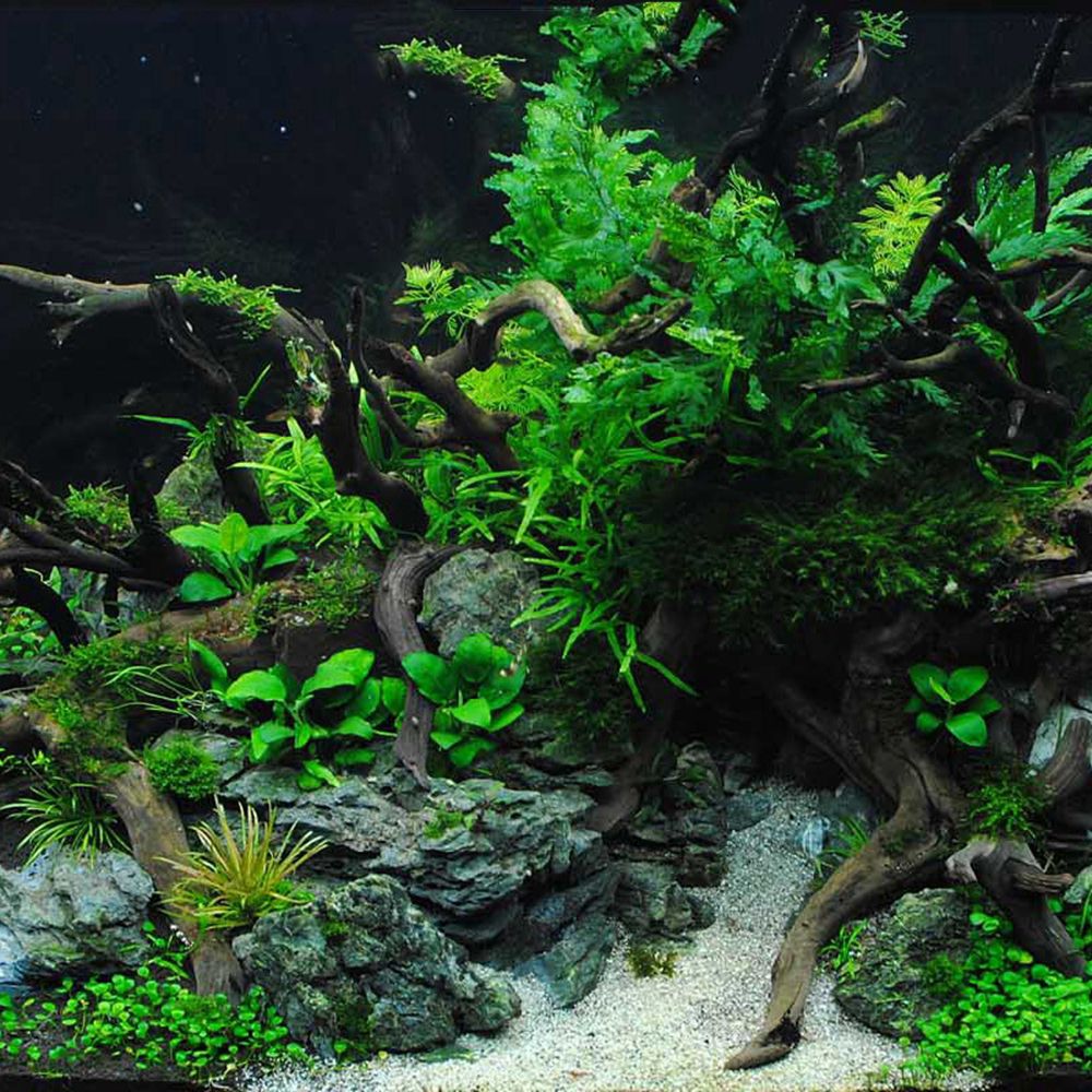 木製N1N爬虫類タンク背景水槽装飾造園天然木の幹カッコウ根流 - Aquarium Planted Substrate のレビューと価格