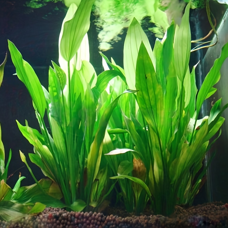 10 個の人工水生植物リアルな水中森林装飾水槽安全な非毒性プ - Non Planted Aquarium Fish のレビューと価格