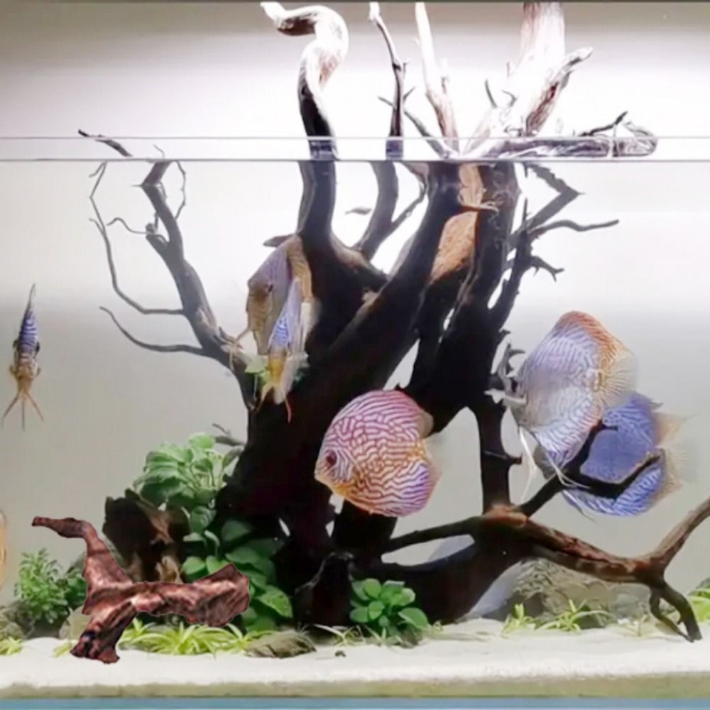 創造的な不規則な形の珊瑚ウッド、天然ウッド、流木、松の木の根 - Aquarium Planted Substrate のレビューと価格